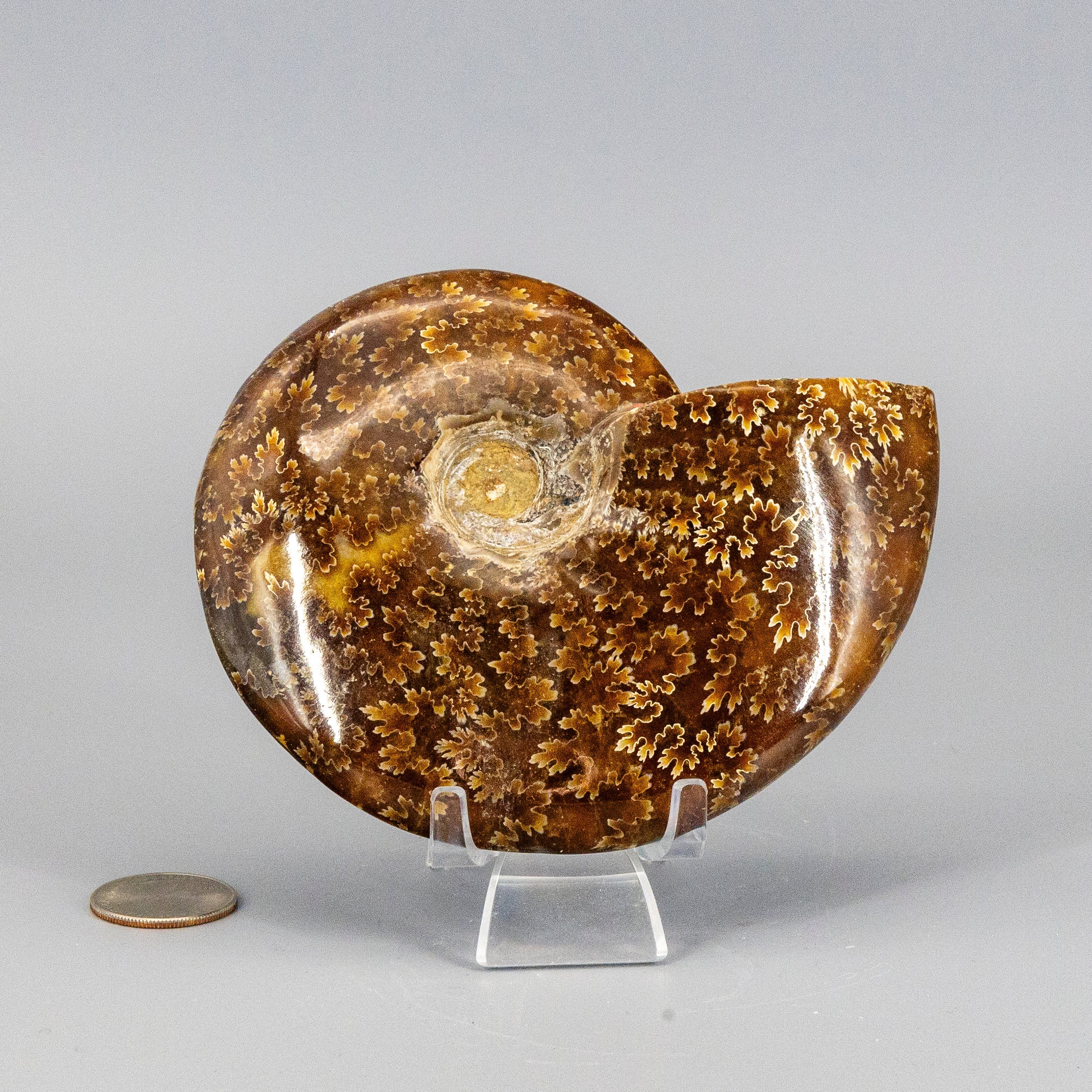 Ammonite Crystalized Fossil "Whole"