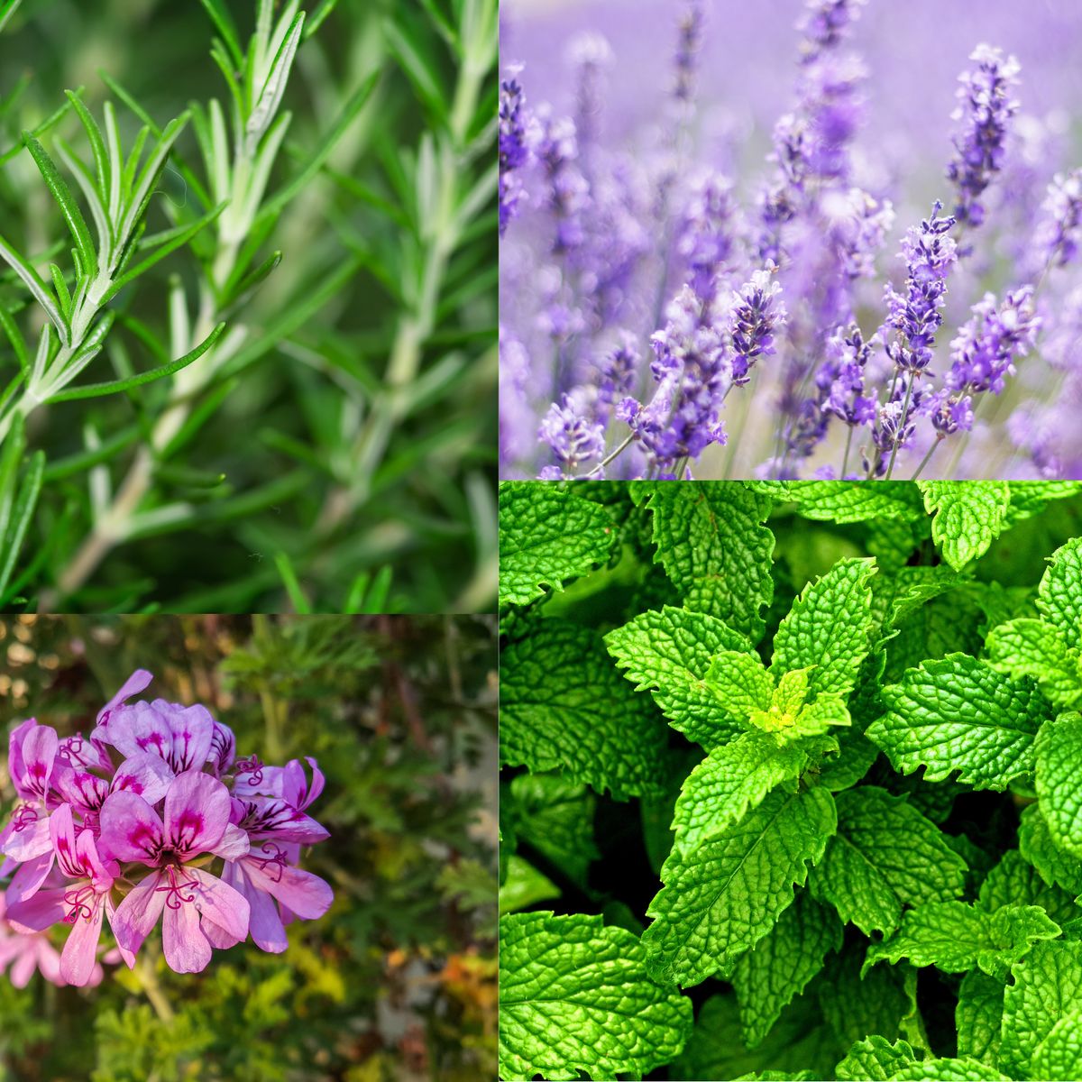Botanical Hair Serum