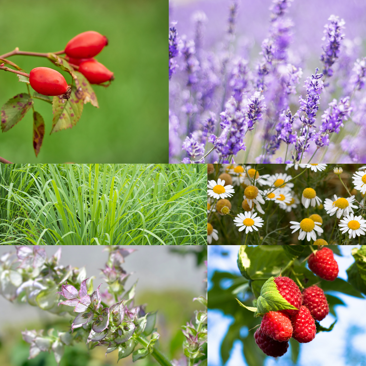 Herbal Face Serum