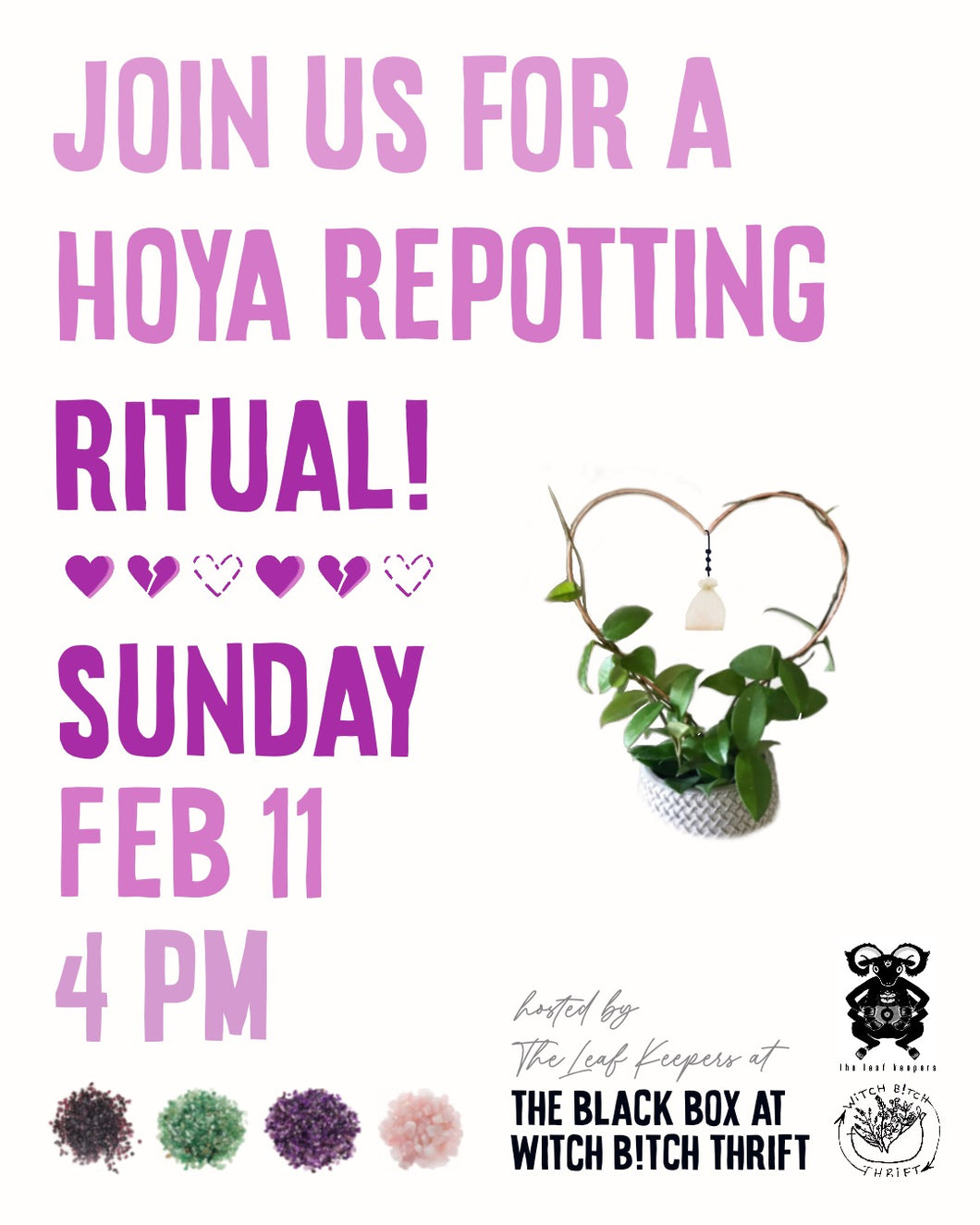 Hoya Repotting Ritual | Sunday, Feb 11th, 2024