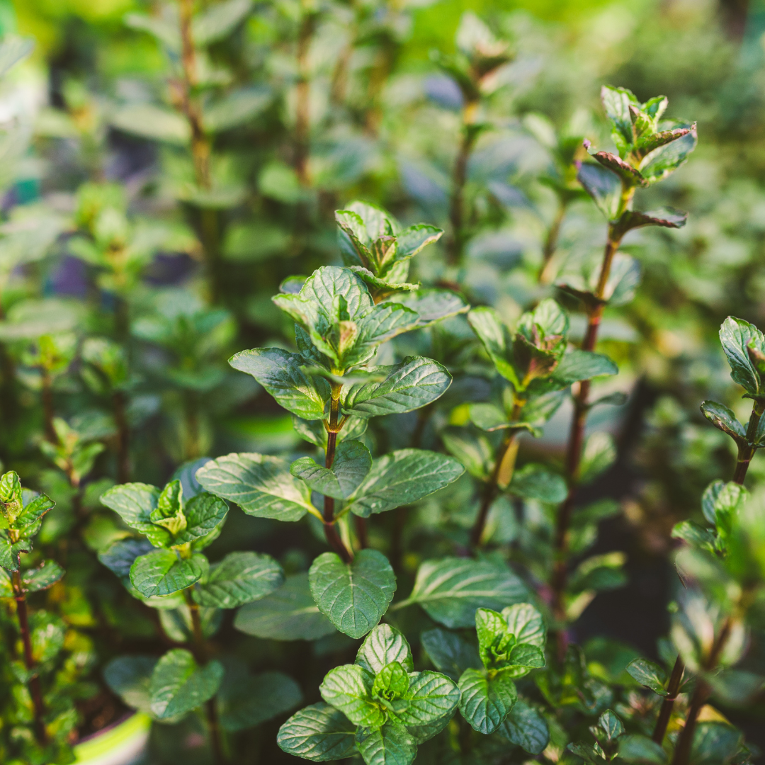 Peppermint Tincture