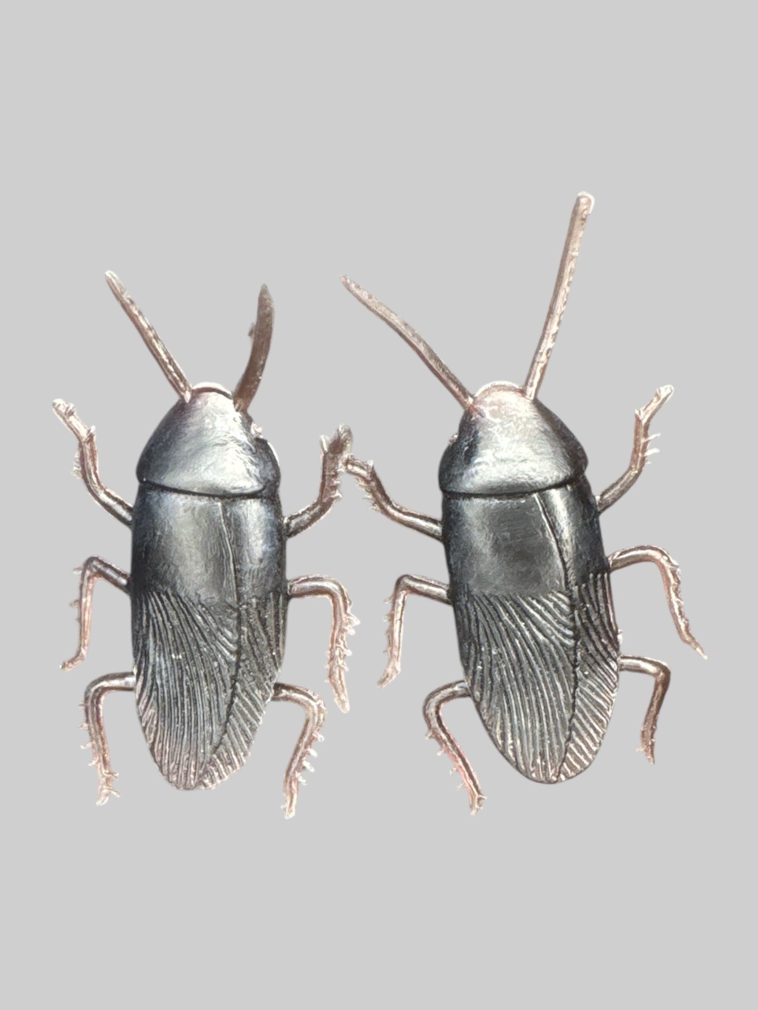 Cockroach stud earrings