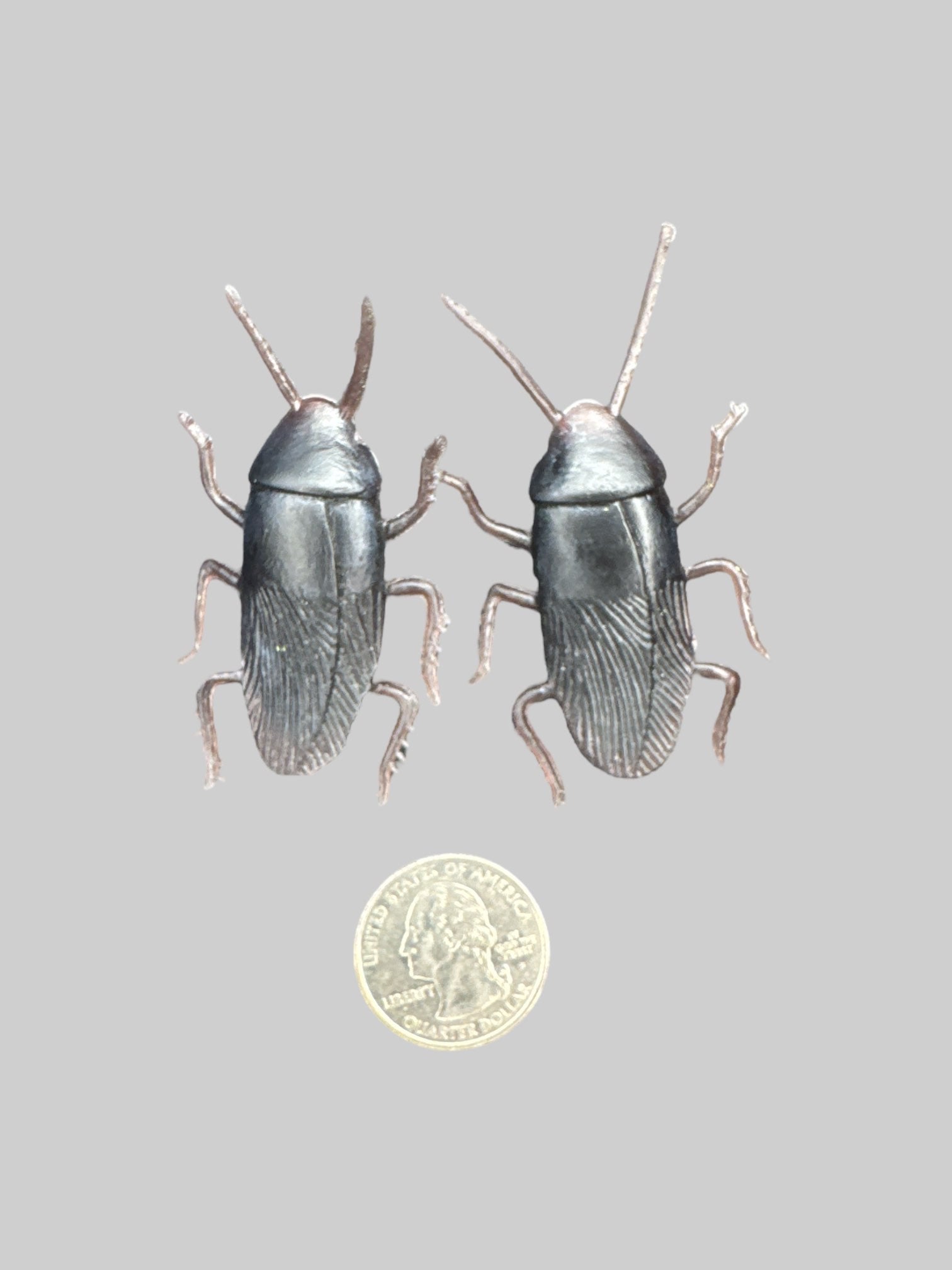Cockroach stud earrings