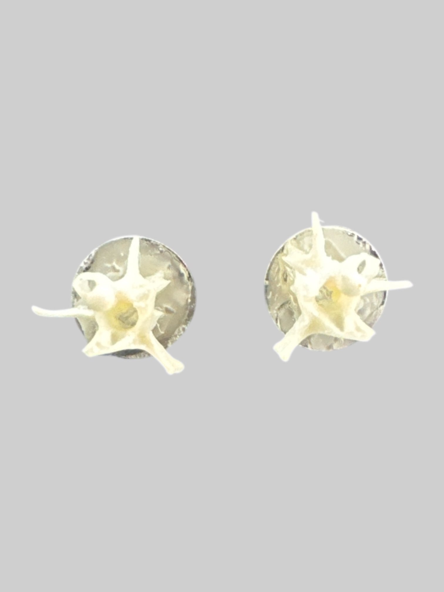 Small white snake vertebrae earrings