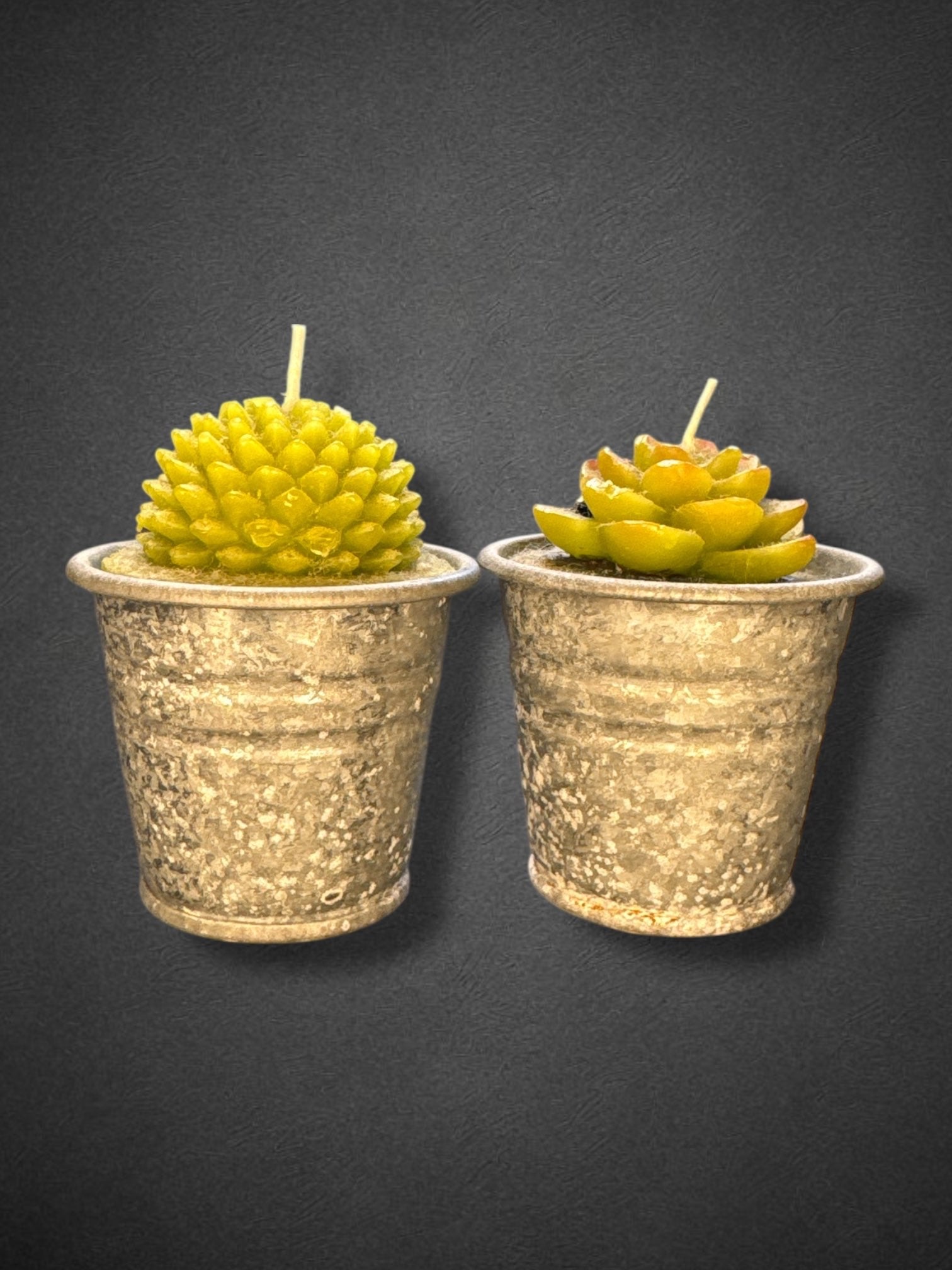 2.5” candle succulents