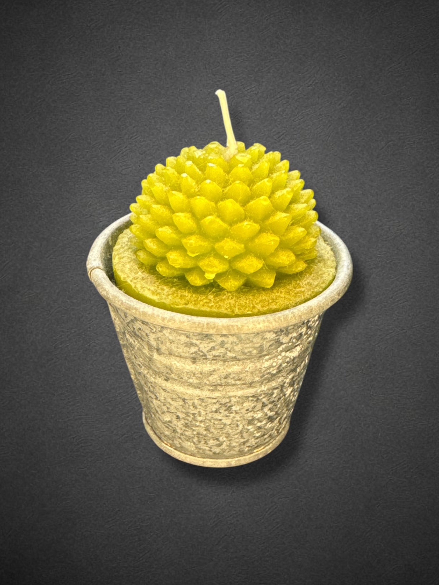 2.5” candle succulents