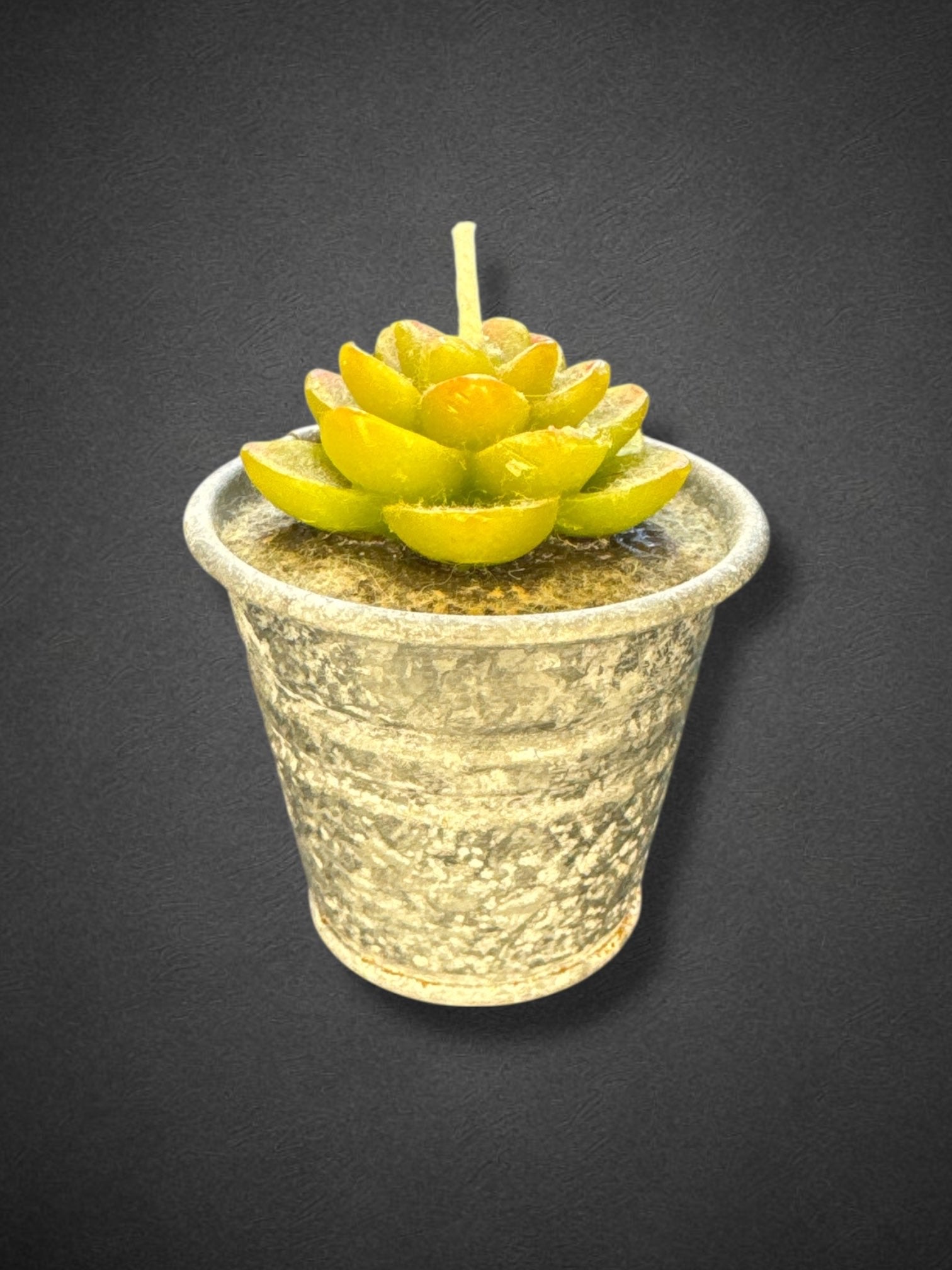 2.5” candle succulents