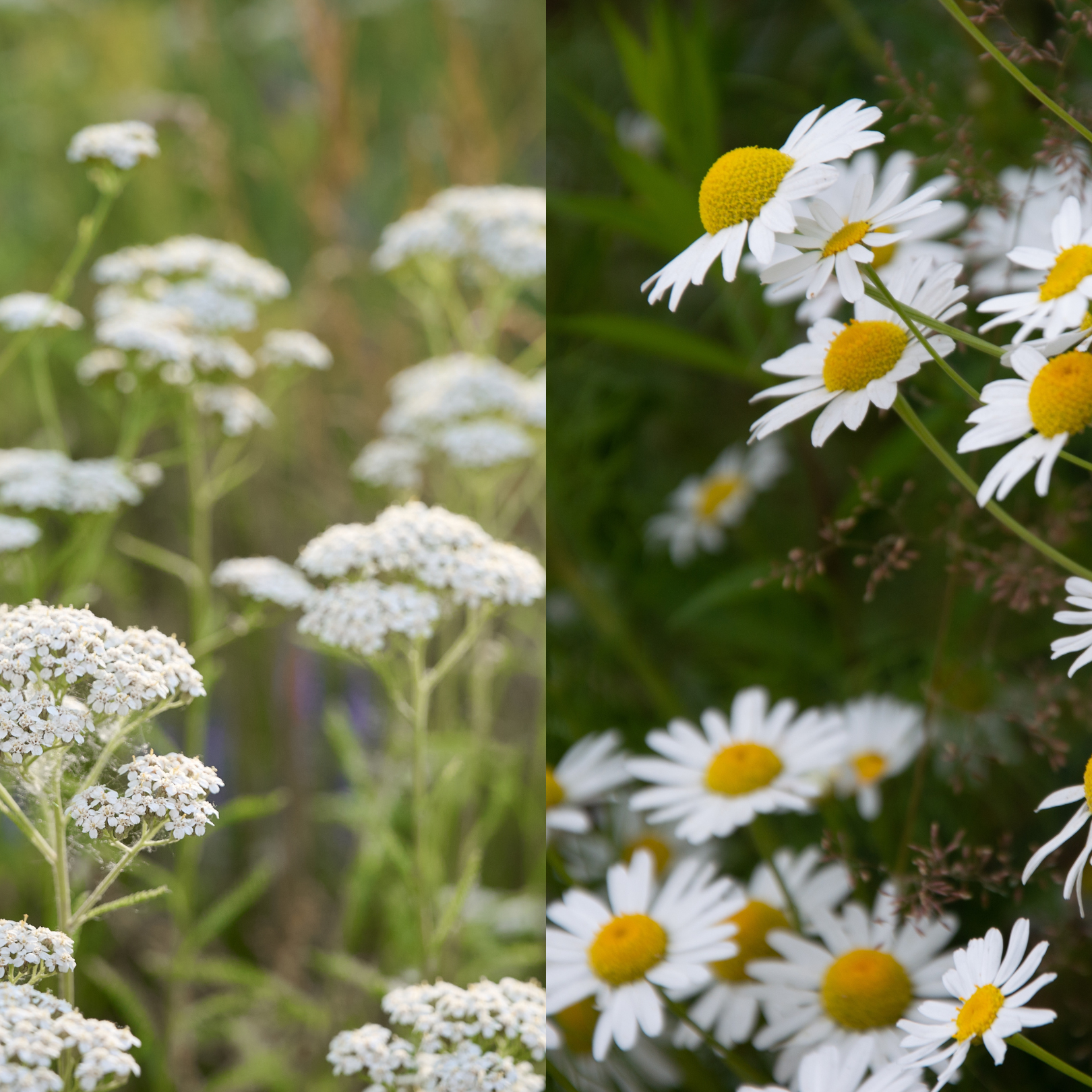Yarrow & Chamomile Face Oil & Cleanser