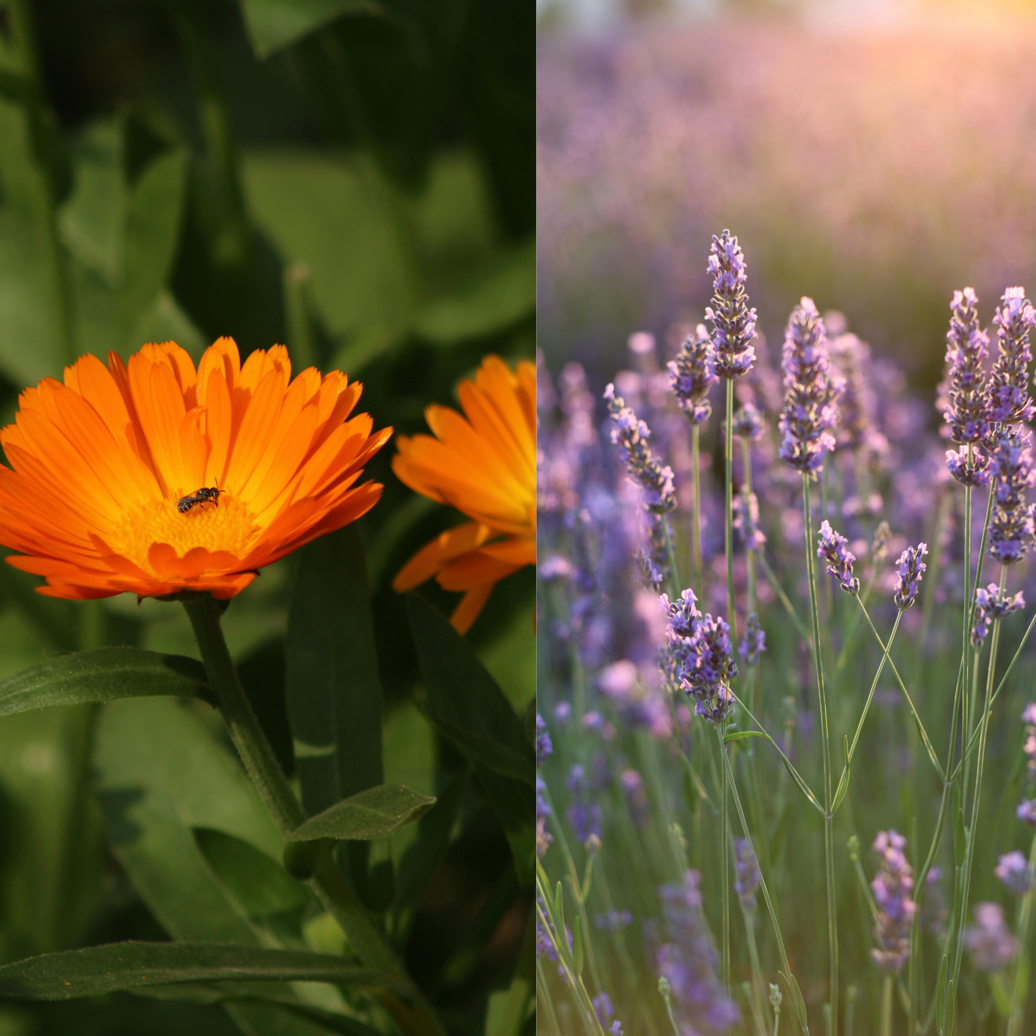 Lavender & Calendula Salve
