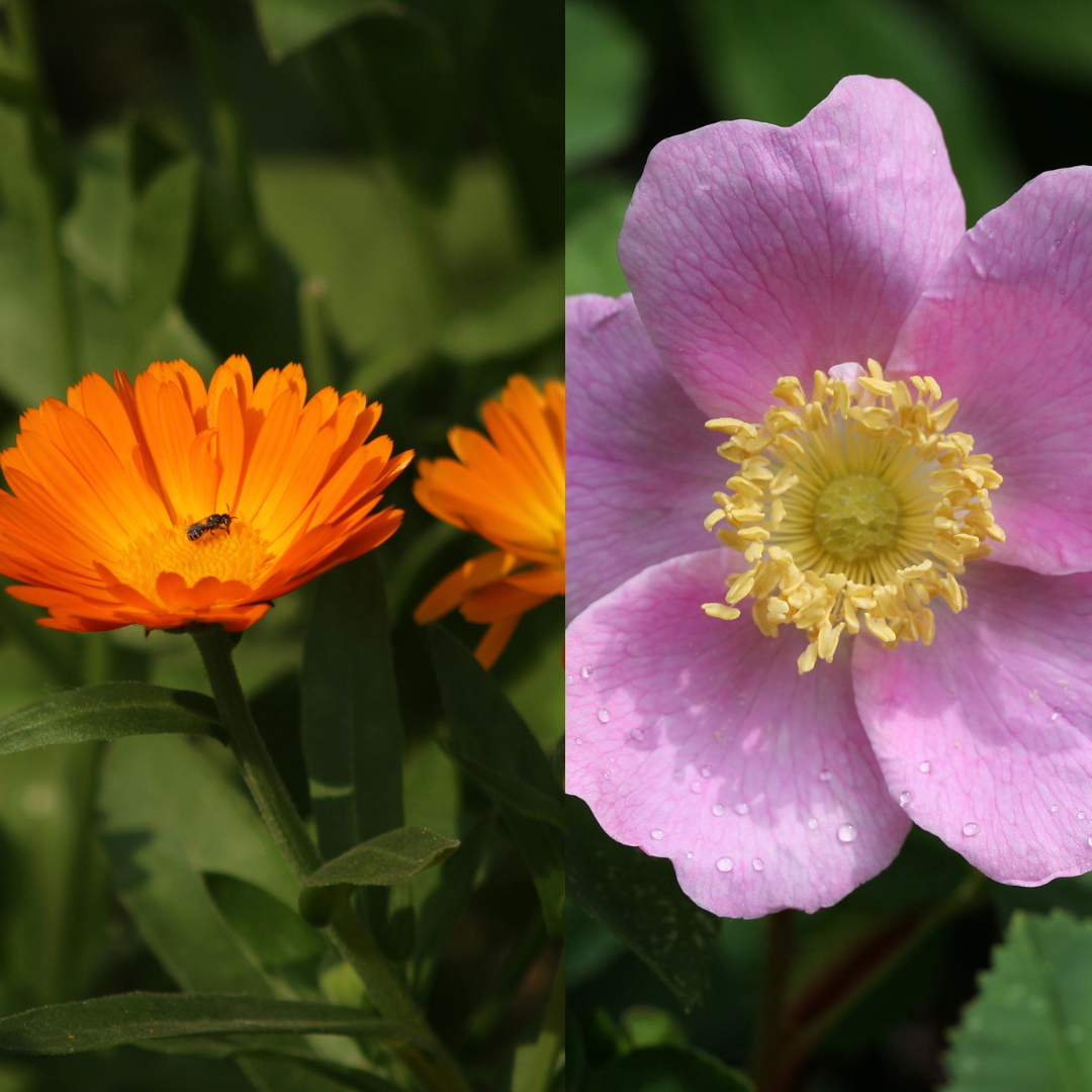 Rose & Calendula Salve