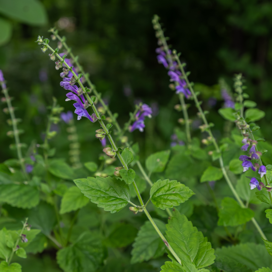 Skullcap Tincture