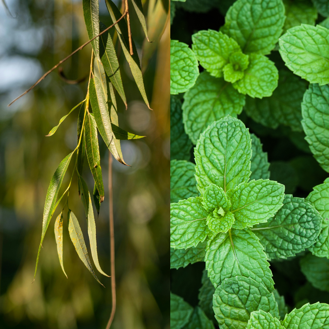 Willow & Mint Salve